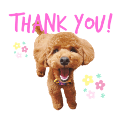 [LINEスタンプ] トイプードルのシエルくん♡
