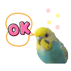 [LINEスタンプ] 使いやすい！セキセイインコの ベリー❤️⭐