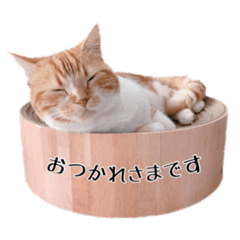 [LINEスタンプ] まいきゃっと甲府スタンプ 第5弾♪