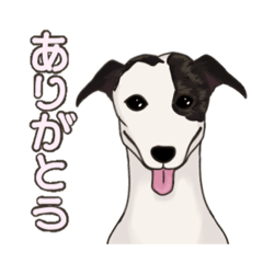 [LINEスタンプ] ウィペット！日常スタンプ