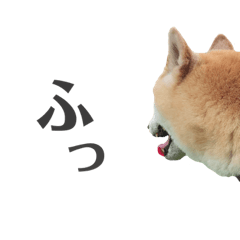 [LINEスタンプ] わが家の柴わんこ6.
