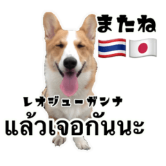 [LINEスタンプ] コーギーGABU タイ語⇄日本語