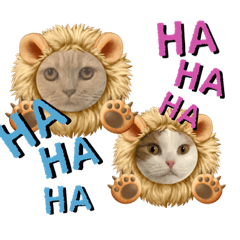 [LINEスタンプ] 可愛い猫ちゃんスタンプを使ってください