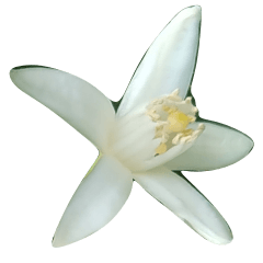 [LINEスタンプ] 植物系の金柑の花スタンプの画像（メイン）