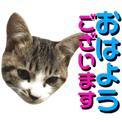[LINEスタンプ] ねねこ猫…実写猫シンプルに顔だけスタンプ