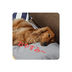 [LINEスタンプ] あんずの気持ち2