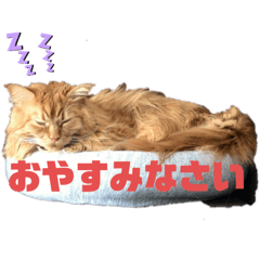[LINEスタンプ] メインクーンのライ君2