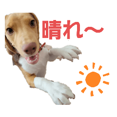 [LINEスタンプ] ビーグル犬のベックマン③