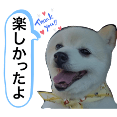 [LINEスタンプ] こまめ＆アレックスのスタンプ