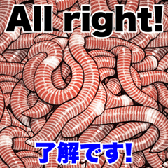 [LINEスタンプ] 爆笑ミミズ問題   英語＆日本語 Bigスタンプ