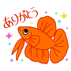 [LINEスタンプ] カラフルで可愛いベタの日常スタンプ