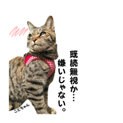 [LINEスタンプ] むし子んちの保護猫ことちゃんとばんくん♡