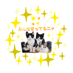 [LINEスタンプ] ご気楽な猫