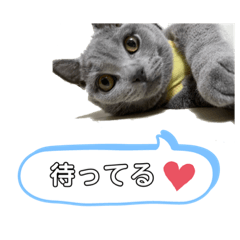 [LINEスタンプ] うちの愛猫るなちゃん