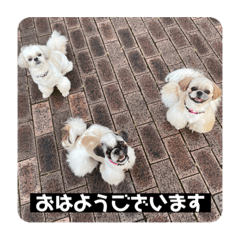 [LINEスタンプ] うちの仔スタンプ(犬)3