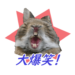 [LINEスタンプ] ネザドワうさぎ