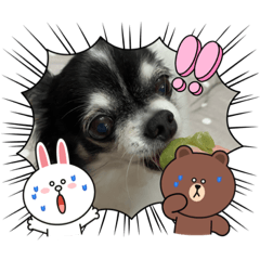 [LINEスタンプ] チワワのチェリースタンプ3