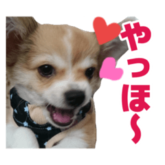 [LINEスタンプ] 迷探偵犬コナンちゃん