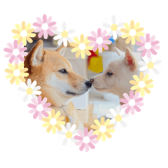 [LINEスタンプ] 柴犬姉妹らむるん ❤︎*。