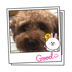 [LINEスタンプ] はらたらたはまら