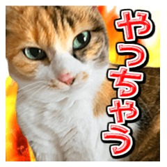 [LINEスタンプ] 三毛猫・キジ白猫の日常スタンプ