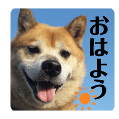 [LINEスタンプ] わんちゃんの日常 1の画像（メイン）