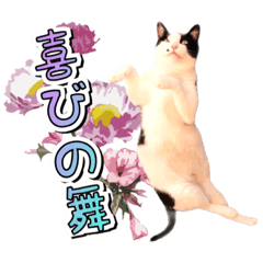 [LINEスタンプ] 推し猫スタンプ(あつべえ)