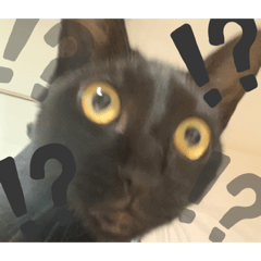 [LINEスタンプ] 可愛いぬこたち