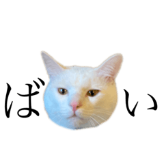 [LINEスタンプ] かぶち その3