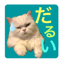 [LINEスタンプ] しーまとらんすたんぷ part1