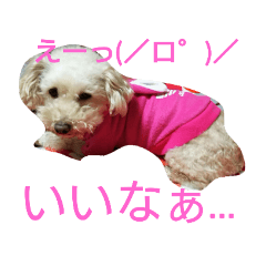[LINEスタンプ] ももちゃんトイプードル