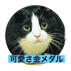 [LINEスタンプ] ハチワレめいちゃん34