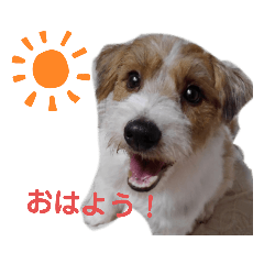 [LINEスタンプ] ジャックラッセル元気なてっちゃん❤️