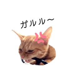 [LINEスタンプ] テトとテラとその仲間たち