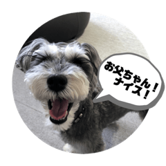 [LINEスタンプ] ミニシュナ ＊アルアルの毎日②