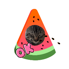 [LINEスタンプ] 猫のキャベツ君スタンプ 夏