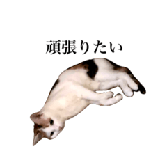[LINEスタンプ] 吉村家の猫ちゃん2