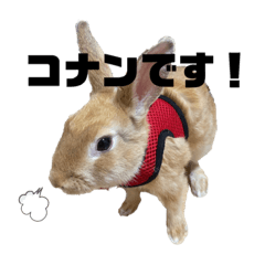 [LINEスタンプ] うさぎのコナンくんスタンプ