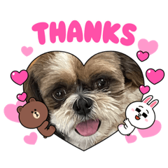 [LINEスタンプ] シーズー犬ぽぽ8