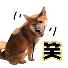 [LINEスタンプ] 柴犬 の ケン