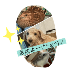 [LINEスタンプ] 日常動物スタンプ⋆͛♡⋆͛