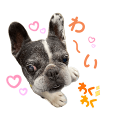 [LINEスタンプ] フレンチブルドッグパンダパン