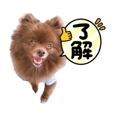 [LINEスタンプ] ポメラニアンの大和くん②