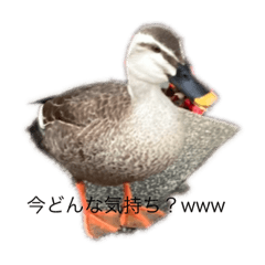 [LINEスタンプ] NEW カモたっぷり