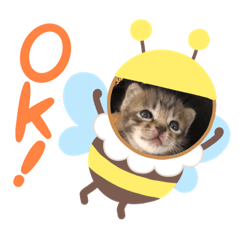 [LINEスタンプ] カピ猫スタンプ