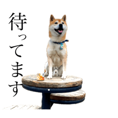[LINEスタンプ] 柴犬はんぞう