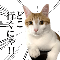 [LINEスタンプ] シューくんとみたらしと仲間たち