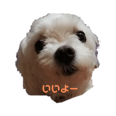 [LINEスタンプ] マルル   一言   編