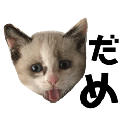 [LINEスタンプ] もと野生のねこ