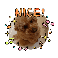 [LINEスタンプ] ボーちゃんの1日